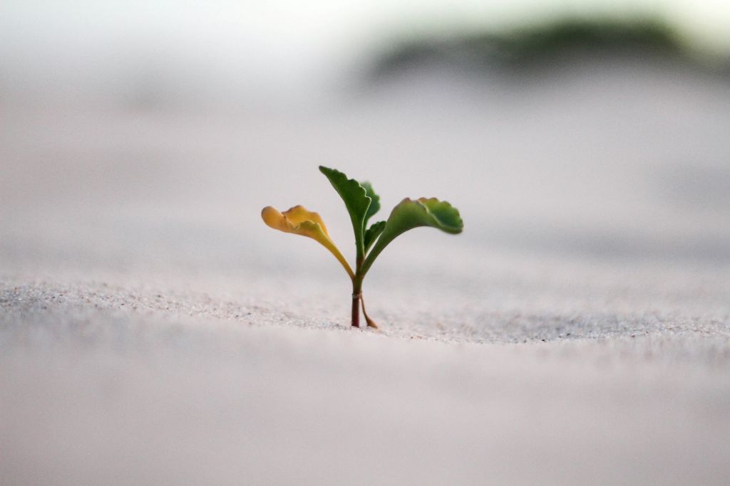Digital growth strategy case study image